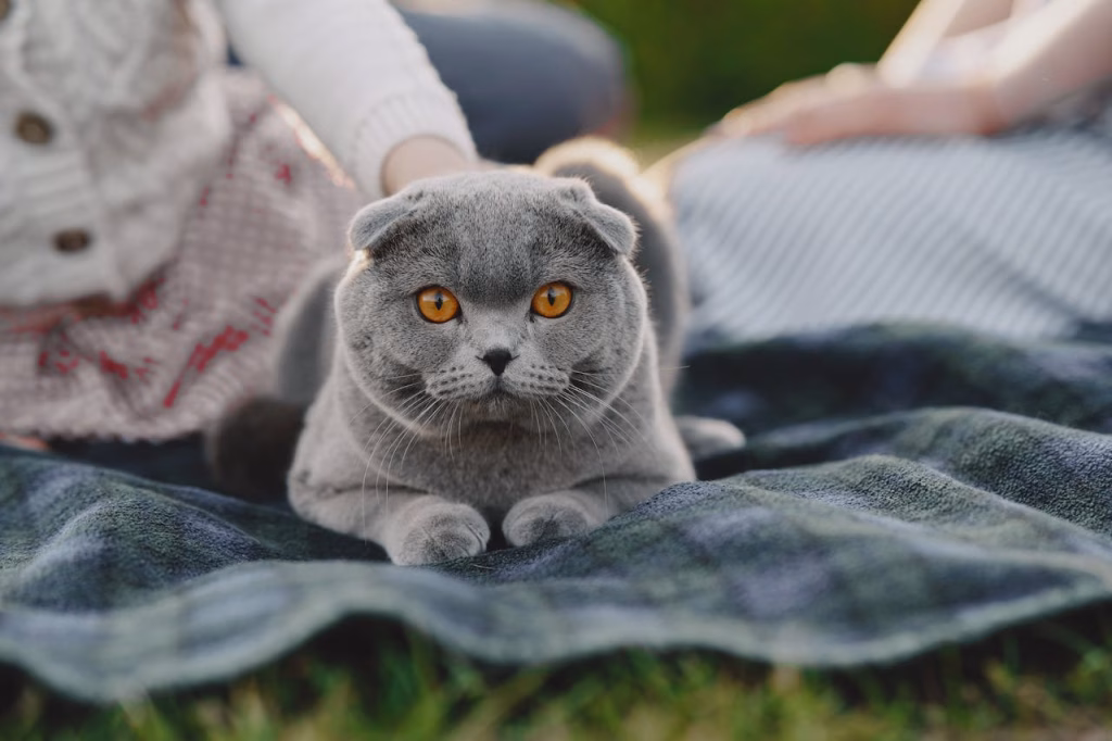 Scottish Fold cat with folded ears, a breed banned from breeding in some countries due to genetic health issues