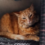 Anxious cat hiding in a confined space showing signs of stress