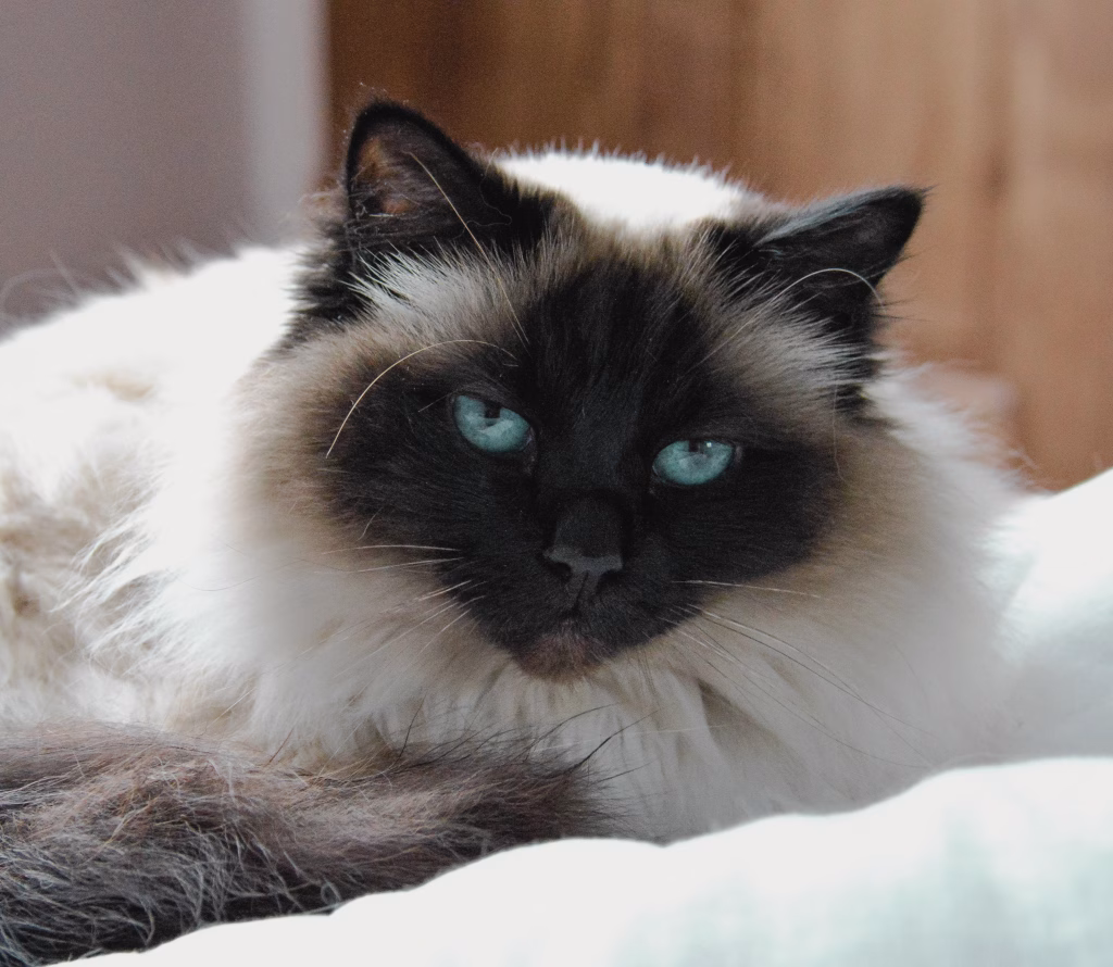 Birman cat with blue eyes and cream coat resting indoors