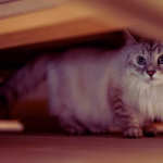 Cat hiding under furniture showing signs of stress or anxiety