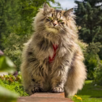 Long-haired cat sitting on garden wall with trees and greenery in background