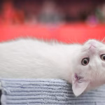 White cat lying upside down with curious expression