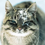 Cats can develop cold-like respiratory infections that cause sneezing, congestion, and runny noses.