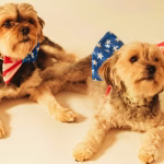 Two dogs wearing festive accessories celebrating National Pet Day
