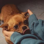 Clingy dog seeking comfort and reassurance from its owner
