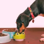 Dog eating kibble from bowl indoors, illustrating how diet can affect mood and daily behavior