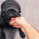 Dog gently biting a human hand, showing a warning or play-related behavior