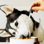 Hand adding probiotic drops to dog food bowl to support canine gut health