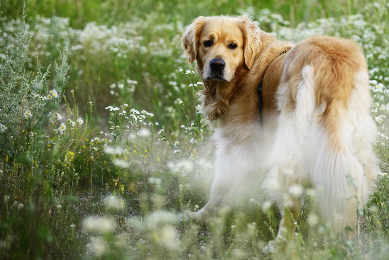 Golden Retriever standing in spring grass, exposed to pollen that can trigger seasonal allergies in dogs