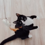 Black and white indoor cat jumping up to catch feather toy during play session