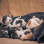Mother cat nursing newborn kittens on a soft blanket
