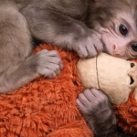 Punch baby monkey in Japan holding stuffed orangutan toy at Ichikawa City Zoo