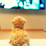 Small puppy watching television alone in living room, showing dog behavior when home alone