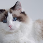 Ragdoll cat with blue eyes and fluffy coat resting indoors