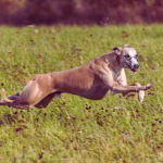 Whippet dog running outdoors with lean, athletic build