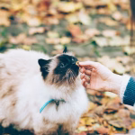 cat recognizing its owner while receiving a treat outdoors