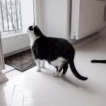 indoor cat waiting by the door looking outside while home alone