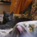 Chartreux cat with blue-gray coat resting calmly on a patterned armchair