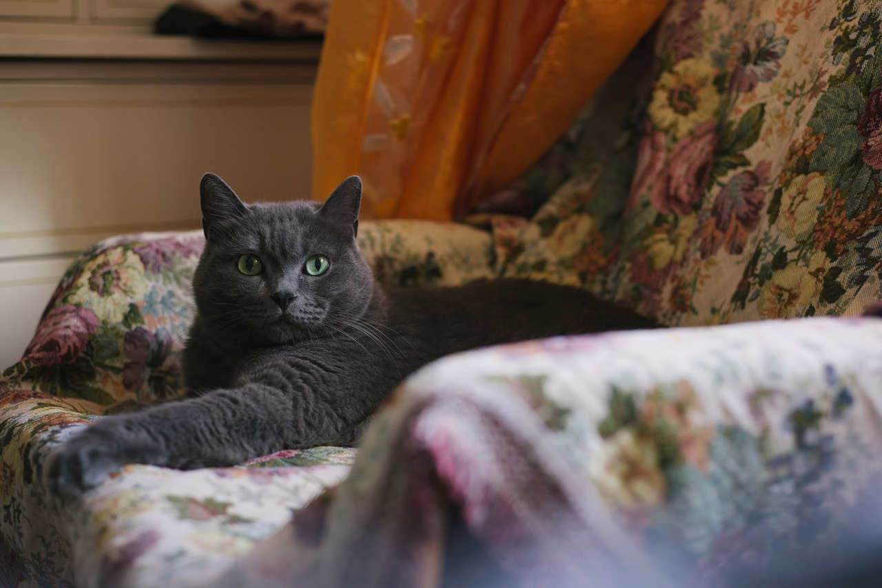 Chartreux cat with blue-gray coat resting calmly on a patterned armchair