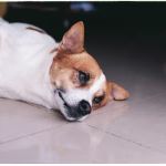 Dog lying on a tile floor near a doorway while resting indoors