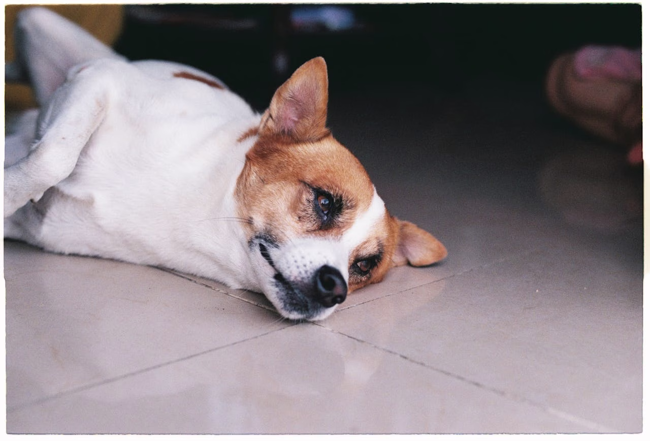 Dog lying on a tile floor near a doorway while resting indoors