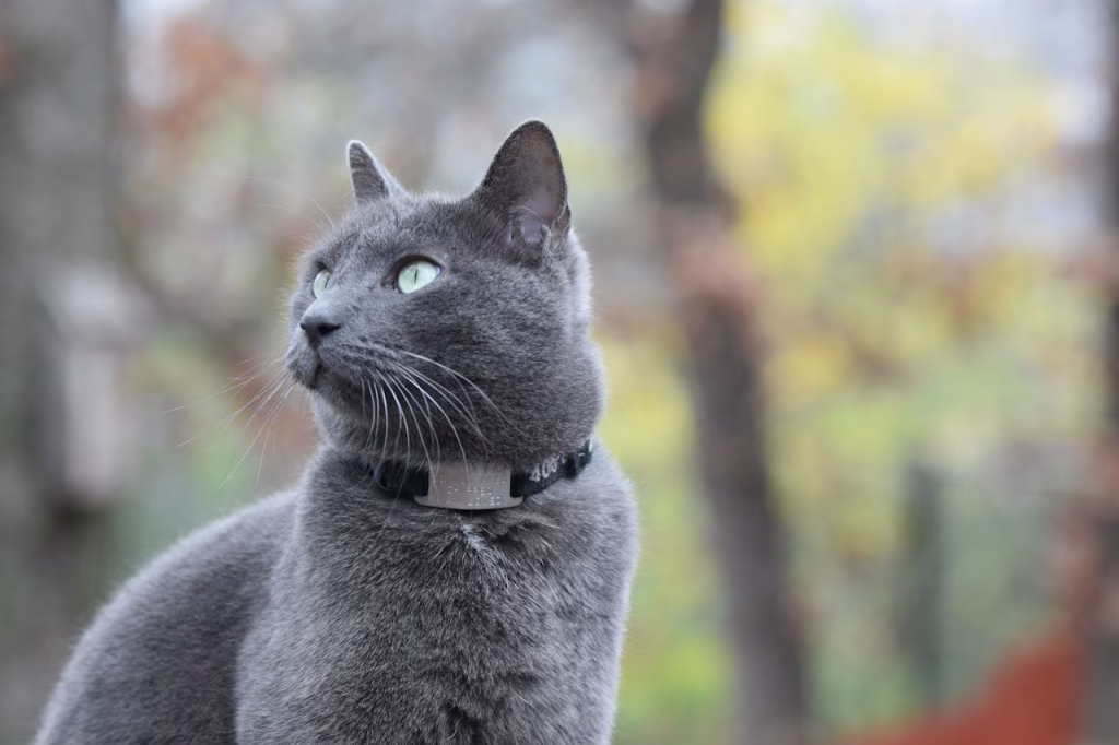 Russian Blue cat with green eyes looking alert outdoors